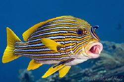 Yellow-ribbon sweetlips with cleaner wrasse. Nikon D300, ... by Michael Henke 